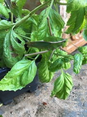 Prionolopha serrata
