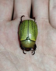 Pelidnota