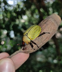 Pelidnota