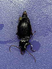 Nebria brevicollis