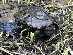 Mauremys reevesii
