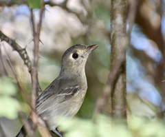 Vireo gundlachii