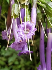 Iochroma