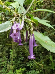 Iochroma