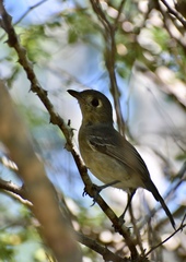 Vireo gundlachii