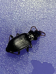 Nebria brevicollis