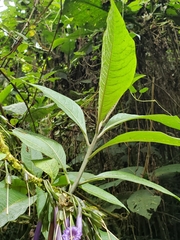 Iochroma