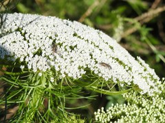 Astylus tucumanensis