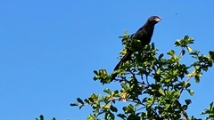 Crotophaga ani
