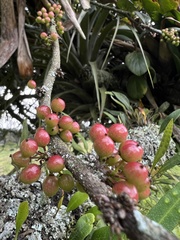 Xylosma spiculifera