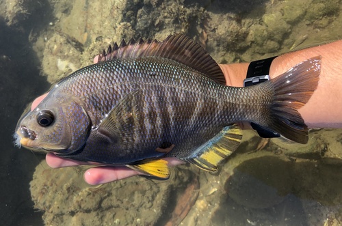 Black Surfperch