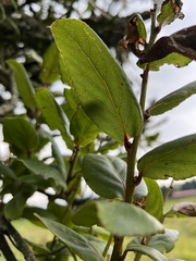 Xylosma spiculifera