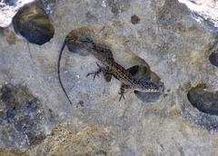 Anolis sagrei sagrei