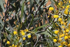 Acacia blakelyi