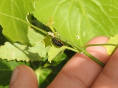 Nodocolaspis tarsata