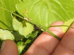 Nodocolaspis tarsata