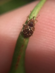 Storeus albosignatus