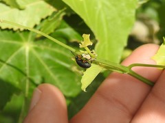 Nodocolaspis tarsata