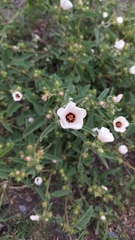 Pavonia betonicaefolia
