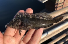 Hypsoblennius gilberti