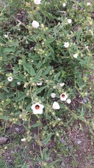 Pavonia betonicaefolia
