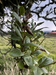 Xylosma spiculifera