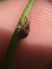 Storeus albosignatus