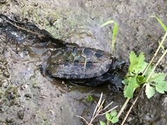 Mauremys reevesii