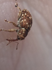 Storeus albosignatus