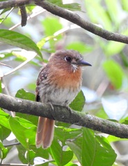 Malacoptila mystacalis