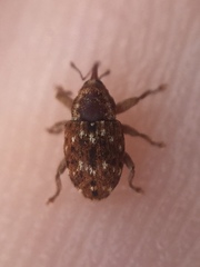 Storeus albosignatus