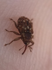 Storeus albosignatus