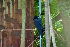 Corvus macrorhynchos