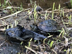 Mauremys reevesii