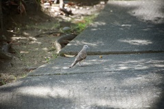 Geopelia striata
