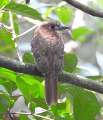 Malacoptila mystacalis