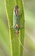 Pseudopantilius australis