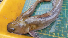 Tachysurus brevianalis