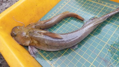 Tachysurus brevianalis