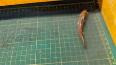 Tachysurus brevianalis