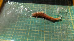 Tachysurus brevianalis