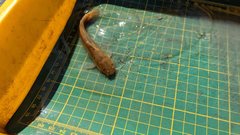 Tachysurus brevianalis