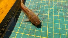 Tachysurus brevianalis