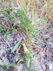 Symphyotrichum adnatum