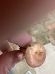 Russula subsericeonitens