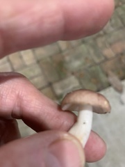 Russula subsericeonitens