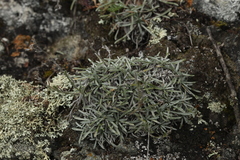 Eritrichium pauciflorum