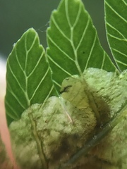 Phytoliriomyza tearohensis