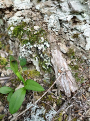 Pterostylis areolata