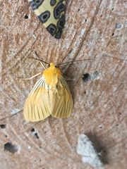 Pseudischnocampa